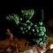 Nudibranch